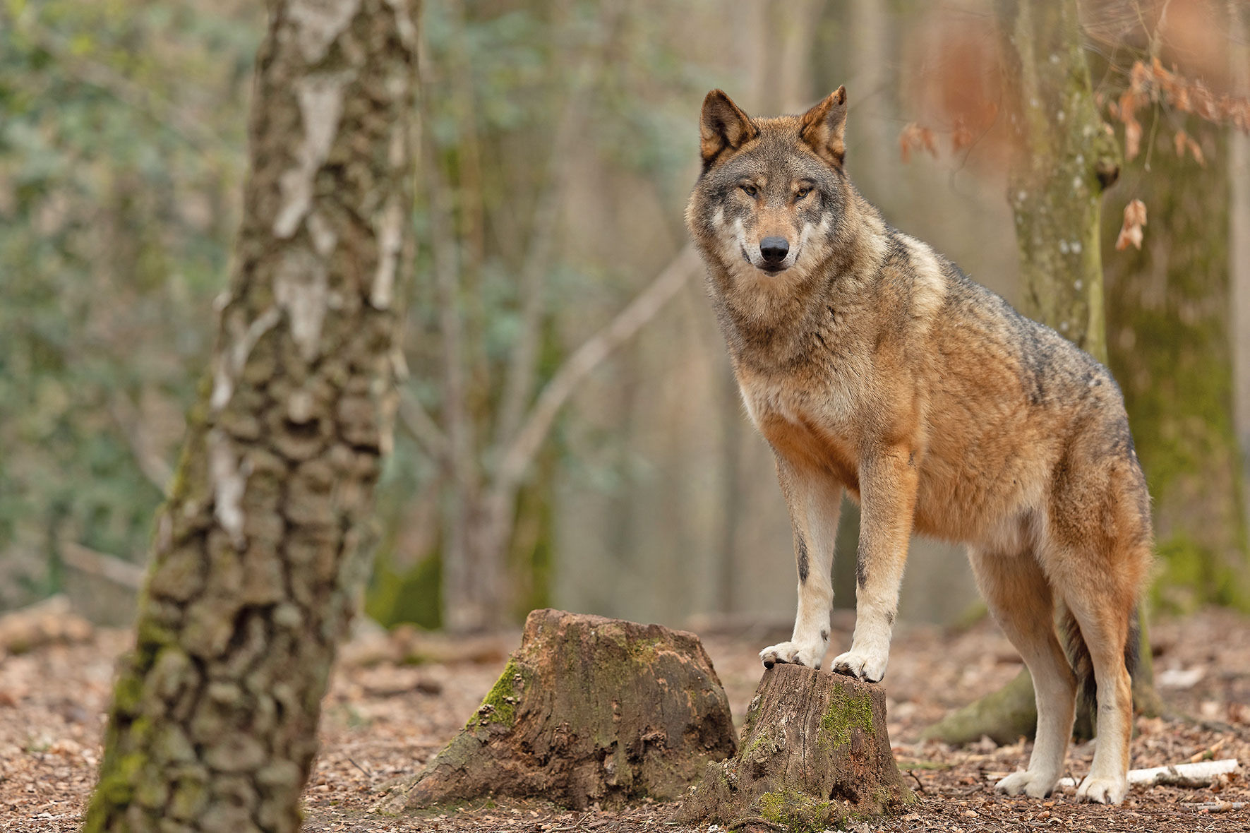 Beim Wolf sind wir immer zwei Schritte zu spät.jpg © AdobeStock/ AB Photography Beim Wolf sind wir immer zwei Schritte zu spät.jpg © AdobeStock/ AB Photography