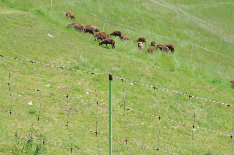 Beim Wolf sind wir immer zwei Schritte zu spät.jpg © Wolfgang Dürnberger Beim Wolf sind wir immer zwei Schritte zu spät.jpg © Wolfgang Dürnberger