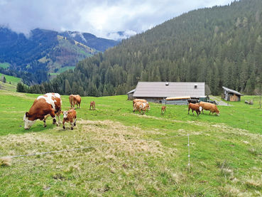 Den Almauftrieb frühzeitig und  richtig planen.jpg © Ing. Petra Fürstauer-Reiter Den Almauftrieb frühzeitig und  richtig planen.jpg © Ing. Petra Fürstauer-Reiter