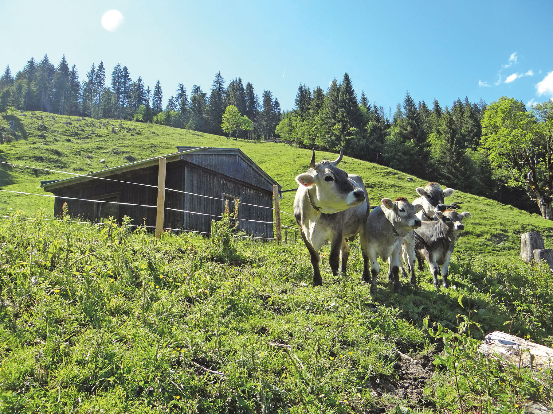 Den Almauftrieb frühzeitig und  richtig planen.jpg © Ing. Petra Fürstauer-Reiter Den Almauftrieb frühzeitig und  richtig planen.jpg © Ing. Petra Fürstauer-Reiter