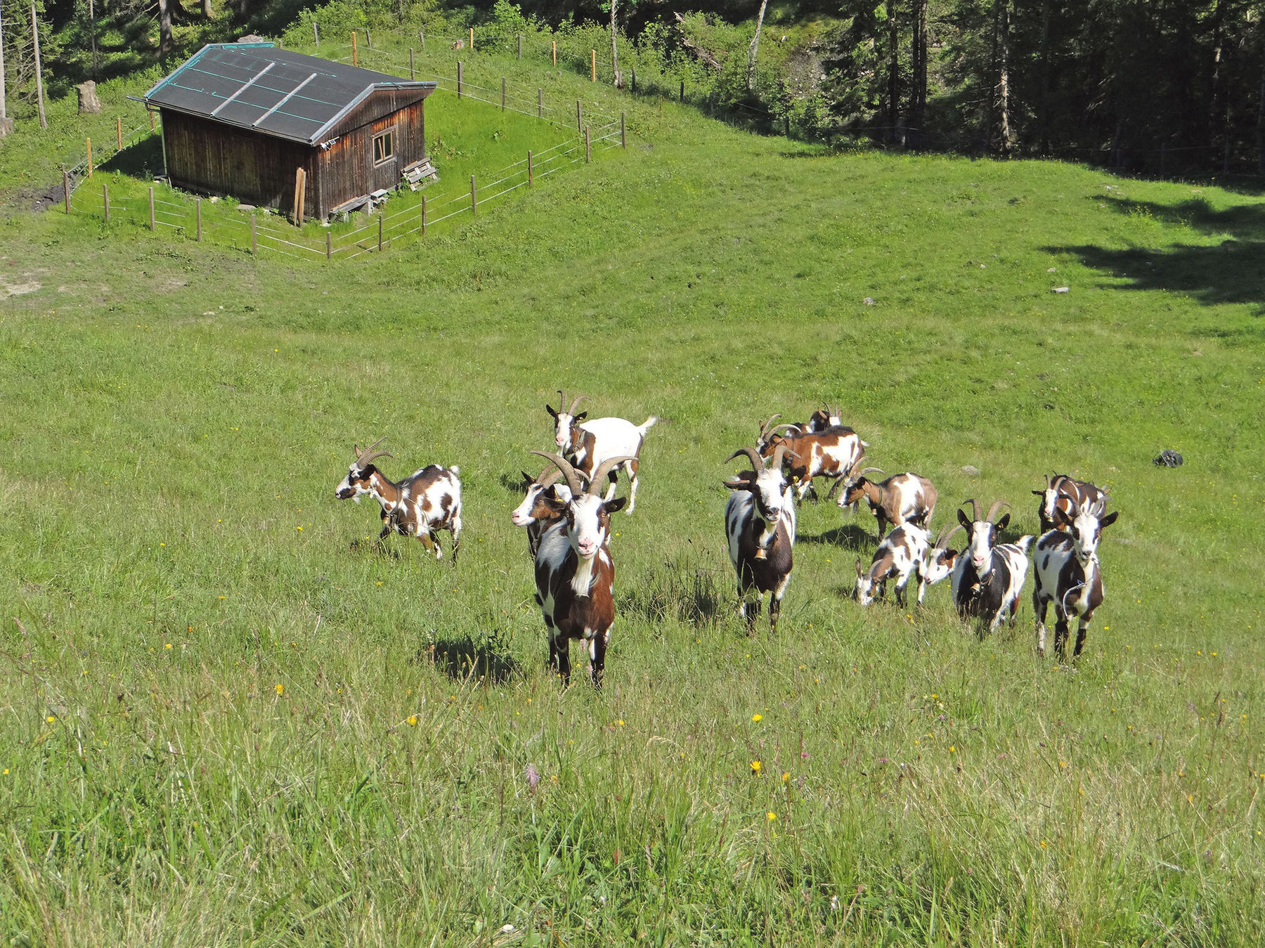 Den Almauftrieb frühzeitig und  richtig planen.jpg © Ing. Petra Fürstauer-Reiter Den Almauftrieb frühzeitig und  richtig planen.jpg © Ing. Petra Fürstauer-Reiter