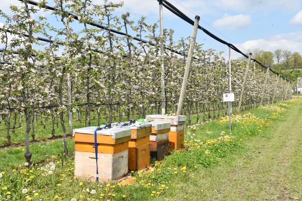 Bienenwanderboerse_klein.jpg © Bienenzentrum OÖ