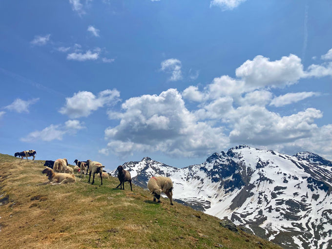 Schafhimmel_Pitztal_Schafe_c_LK-Tirol.jpg © LK Tirol Schafhimmel_Pitztal_Schafe_c_LK-Tirol.jpg © LK Tirol