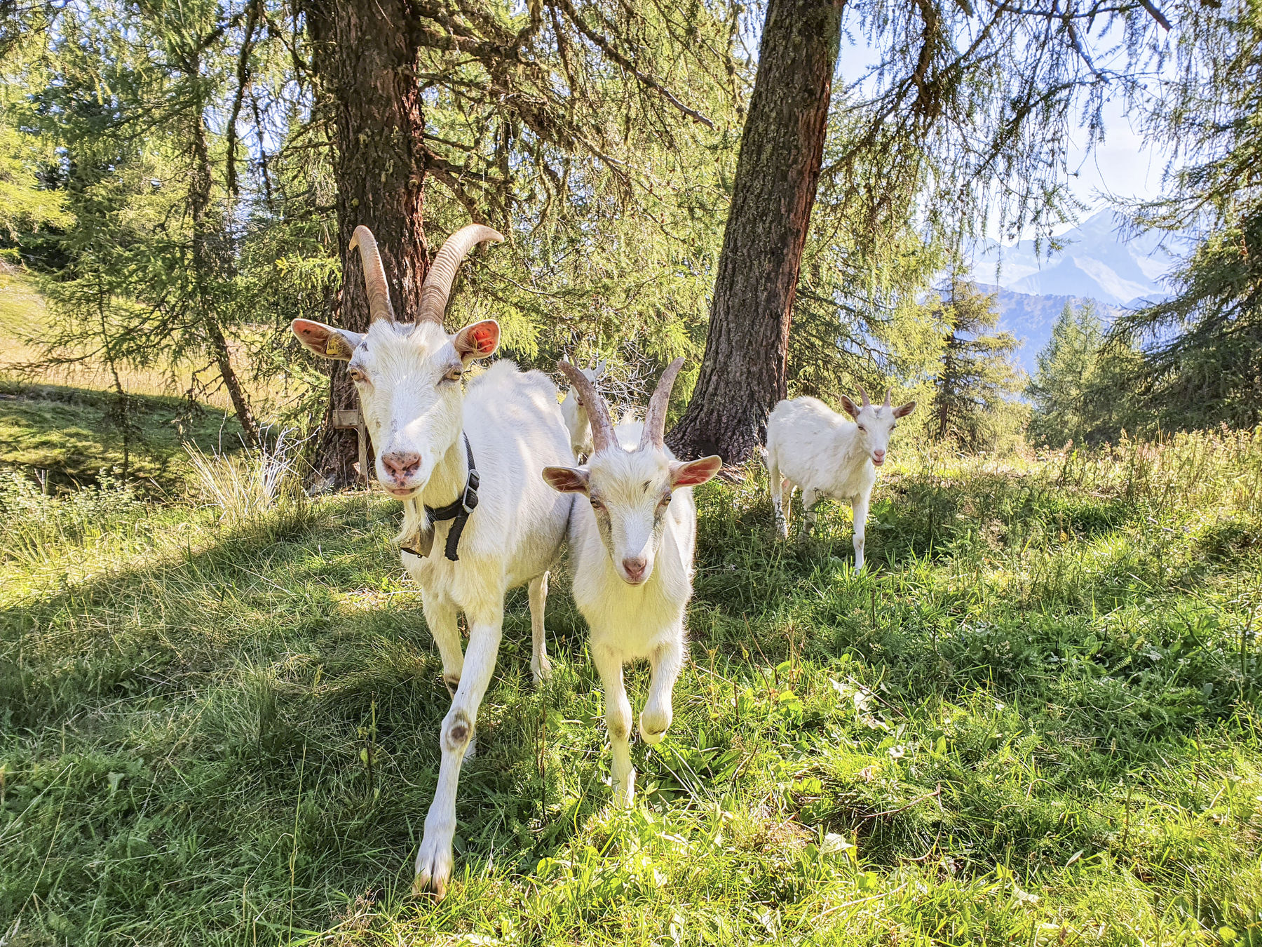 Ziegen Alm c Strickner Kopie.jpg