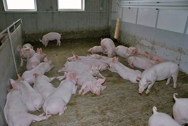 1. Quartel Edelschwein_Stall_3-ID34905[1].jpg © VLV, Dr. Schlederer