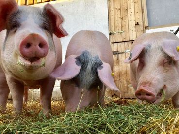 Schweine grundfutter (c) Helmuth Raser LK NÖ.jpg © Helmuth Raser, LK NÖ Schweine grundfutter (c) Helmuth Raser LK NÖ.jpg © Helmuth Raser, LK NÖ