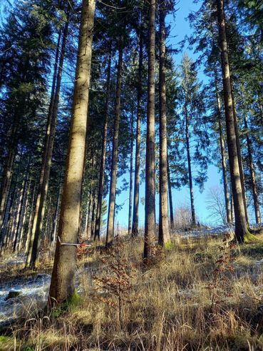 Durchforstungen zahlen sich aus Abbildung 3.jpg © Kordasch Durchforstungen zahlen sich aus Abbildung 3.jpg © Kordasch