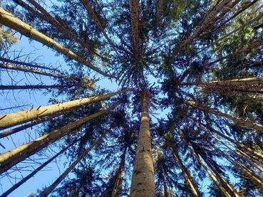 Durchforstungen zahlen sich aus Abbildung 6.jpg © Kordasch Durchforstungen zahlen sich aus Abbildung 6.jpg © Kordasch