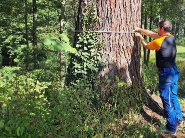 Lärche.jpg © Tomazej Lärche.jpg © Tomazej