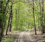 wald.jpg © LK Burgenland