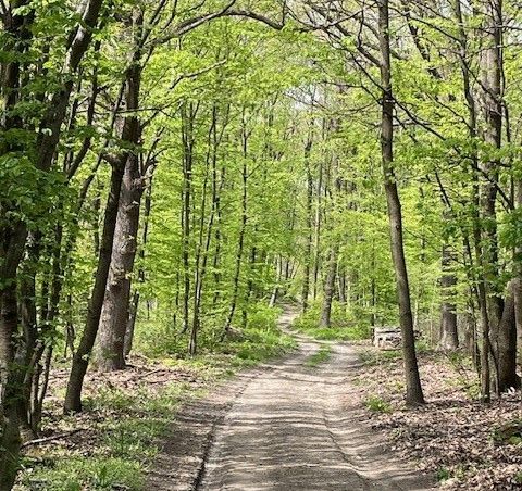 wald.jpg © LK Burgenland