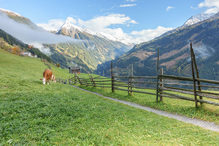 Titelbild Feld Zillertal Kuehe c paul-AdobeStock 668816014.jpg