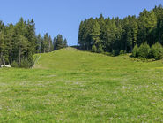 Wiese, Wald Patscheralm (Michaela Kölle) Kopie.jpg