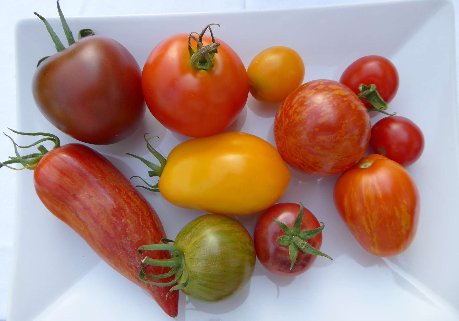 Foto_Tomaten_aussäen.jpg © Stumvoll/LK OÖ
