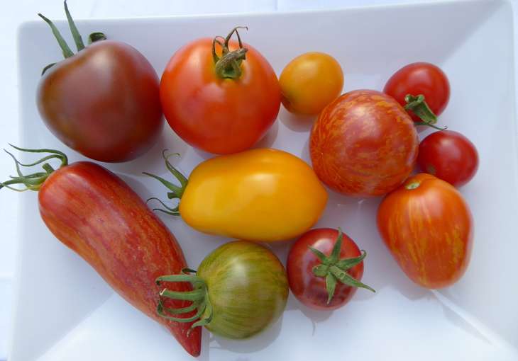 Foto_Tomaten_aussäen.jpg © Stumvoll/LK OÖ