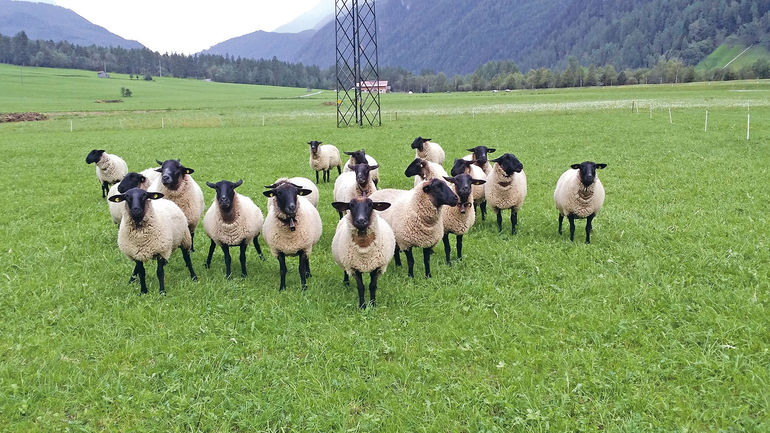 Vereinfachung bei der Tiermeldung für Schafe und Ziegen.jpg © Meinhart