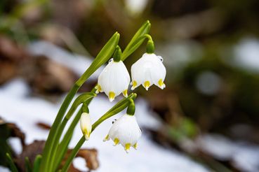 Frühlingserwachen.jpg © Fritz Baumann