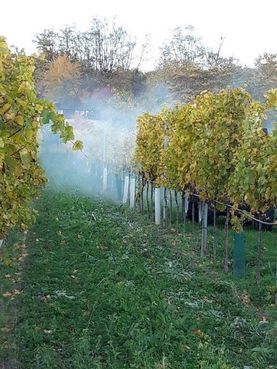 Pflanzenschutzmaßnahme im Weingarten.jpg