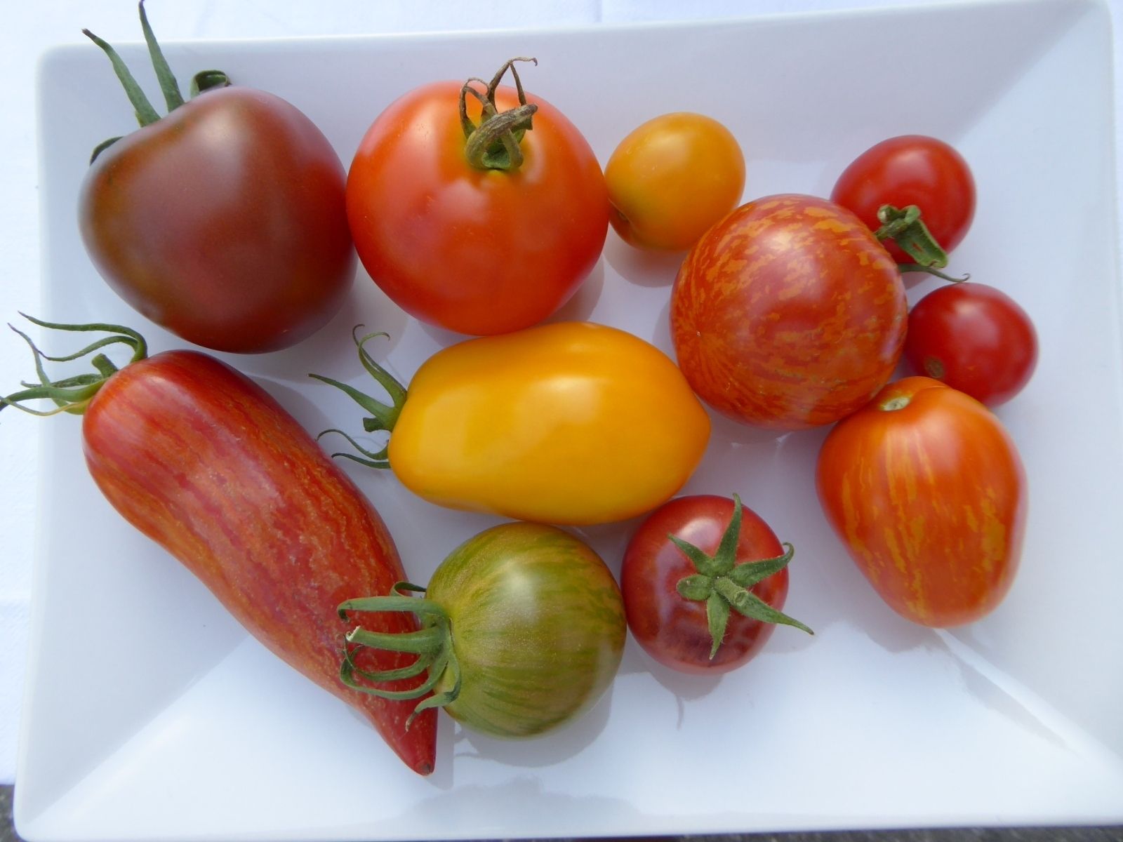 Gartentipp Tomaten aussäen LK OÖ Stumvoll.jpg