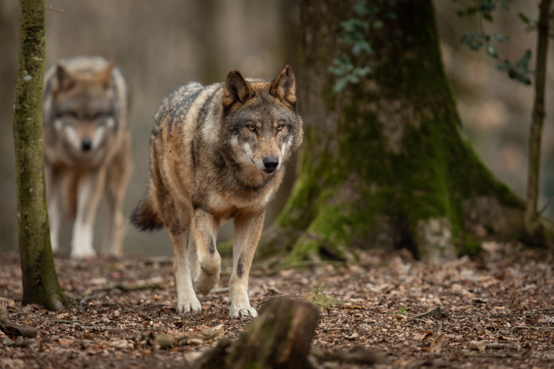 Wolf_Stockfoto.jpg © AB Photography – AdobeStock Wolf_Stockfoto.jpg © AB Photography – AdobeStock