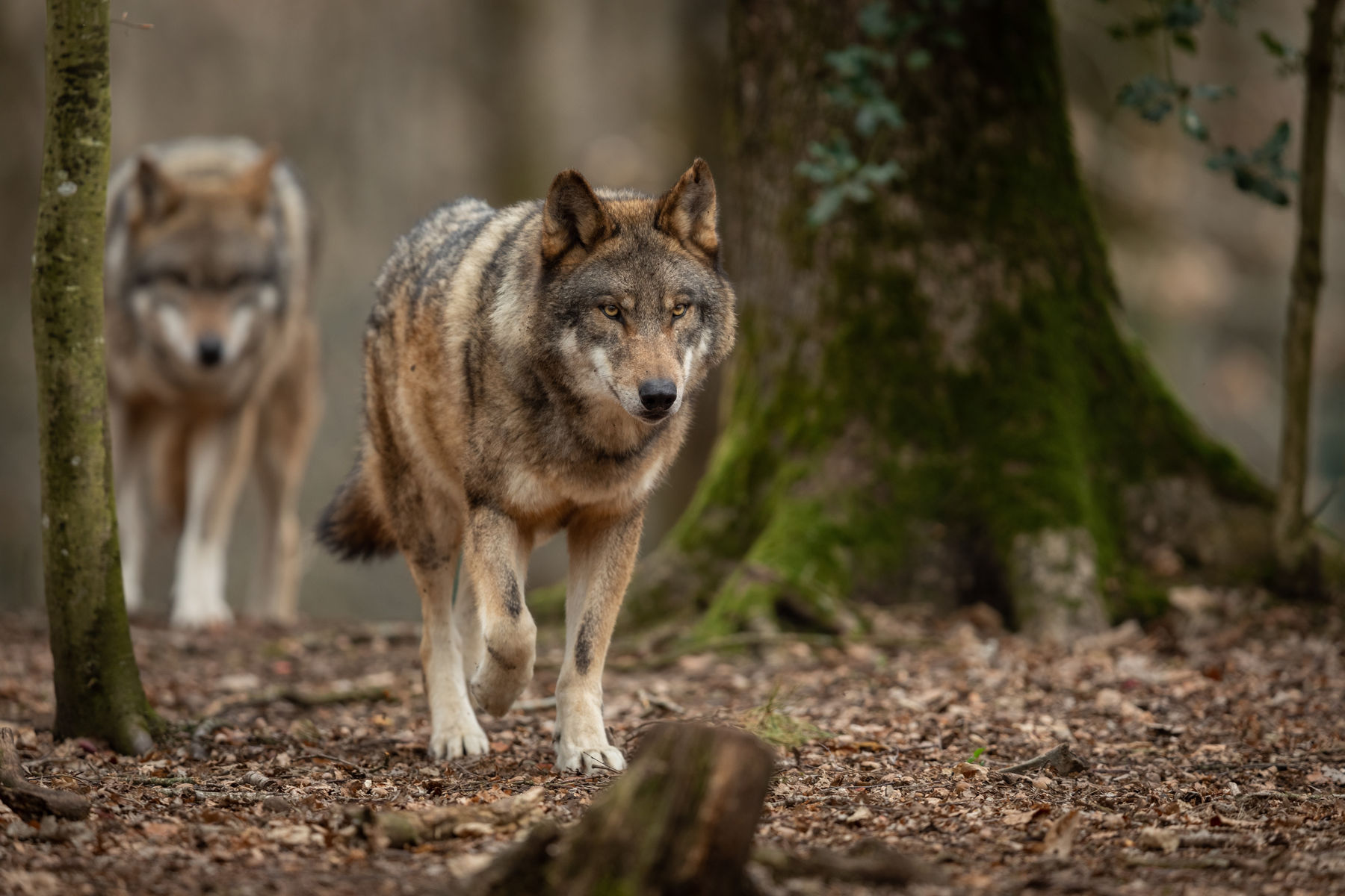 Wolf Stockfoto.jpg