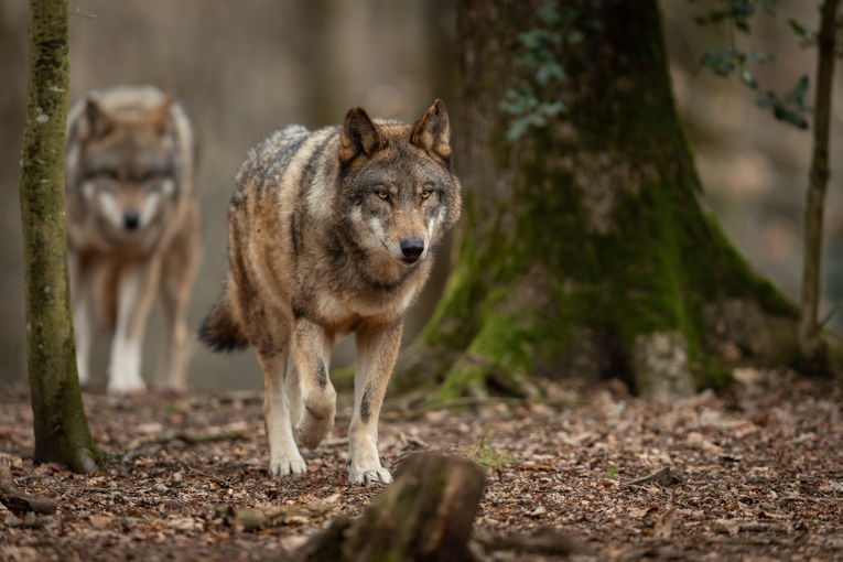 Wolf_Stockfoto.jpg © AB Photography – AdobeStock Wolf_Stockfoto.jpg © AB Photography – AdobeStock
