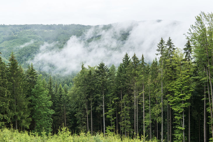 Obwohl die Waldfläche in Österreich zunimmt, muss bei der Holzernte zukünftig digital dokumentiert werden, dass keine Entwaldung vorliegt. © LK OÖ