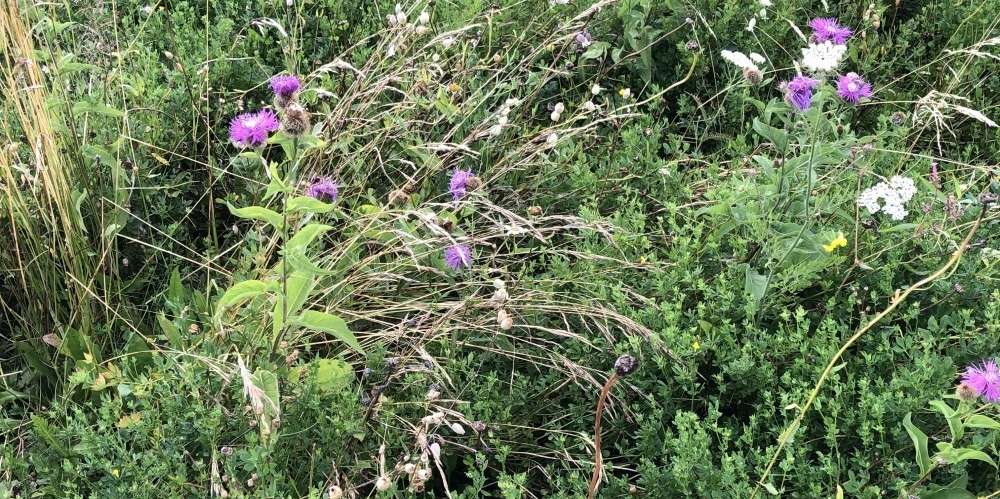 Biodiversitätsfläche_PD.jpg © LK OÖ/Doblmair Biodiversitätsfläche_PD.jpg © LK OÖ/Doblmair