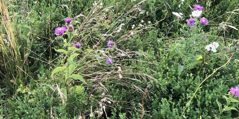 Biodiversitätsfläche_PD.jpg © LK OÖ/Doblmair Biodiversitätsfläche_PD.jpg © LK OÖ/Doblmair