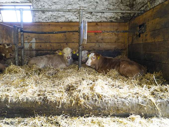 Tierkomfort in alter Hülle.jpg © Kronreif Tierkomfort in alter Hülle.jpg © Kronreif