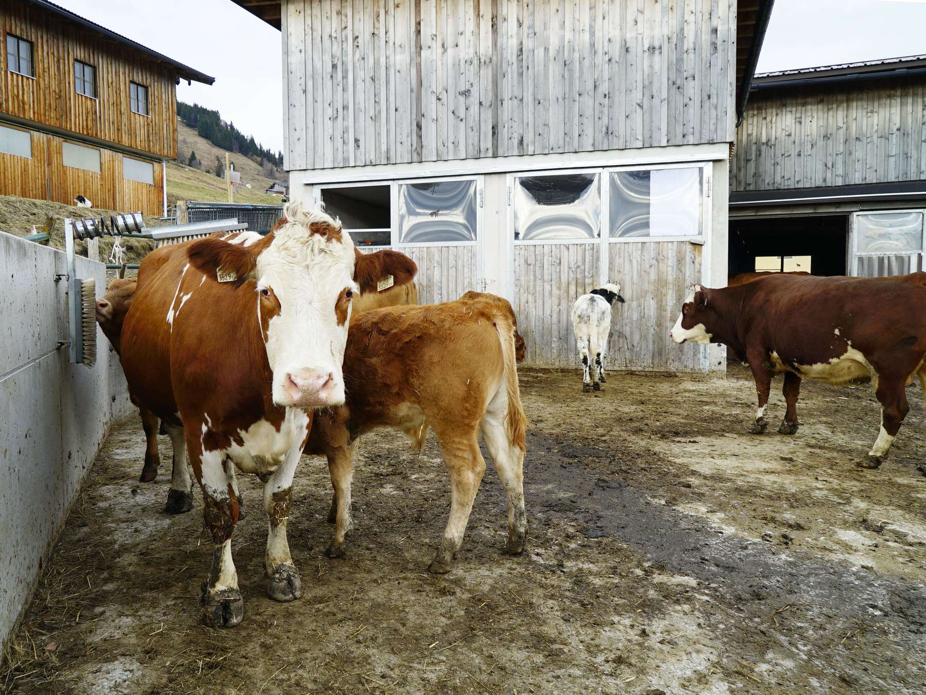 Tierkomfort in alter Hülle.jpg © Kronreif Tierkomfort in alter Hülle.jpg © Kronreif
