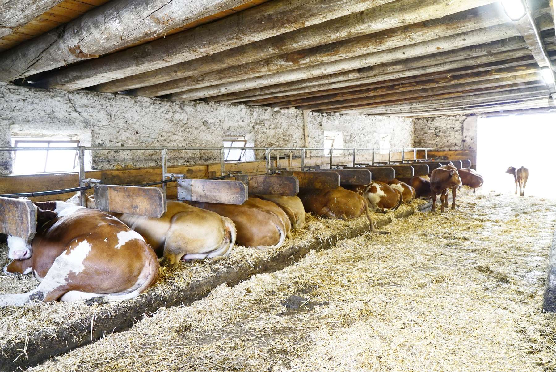 Tierkomfort in alter Hülle.jpg © Kronreif Tierkomfort in alter Hülle.jpg © Kronreif
