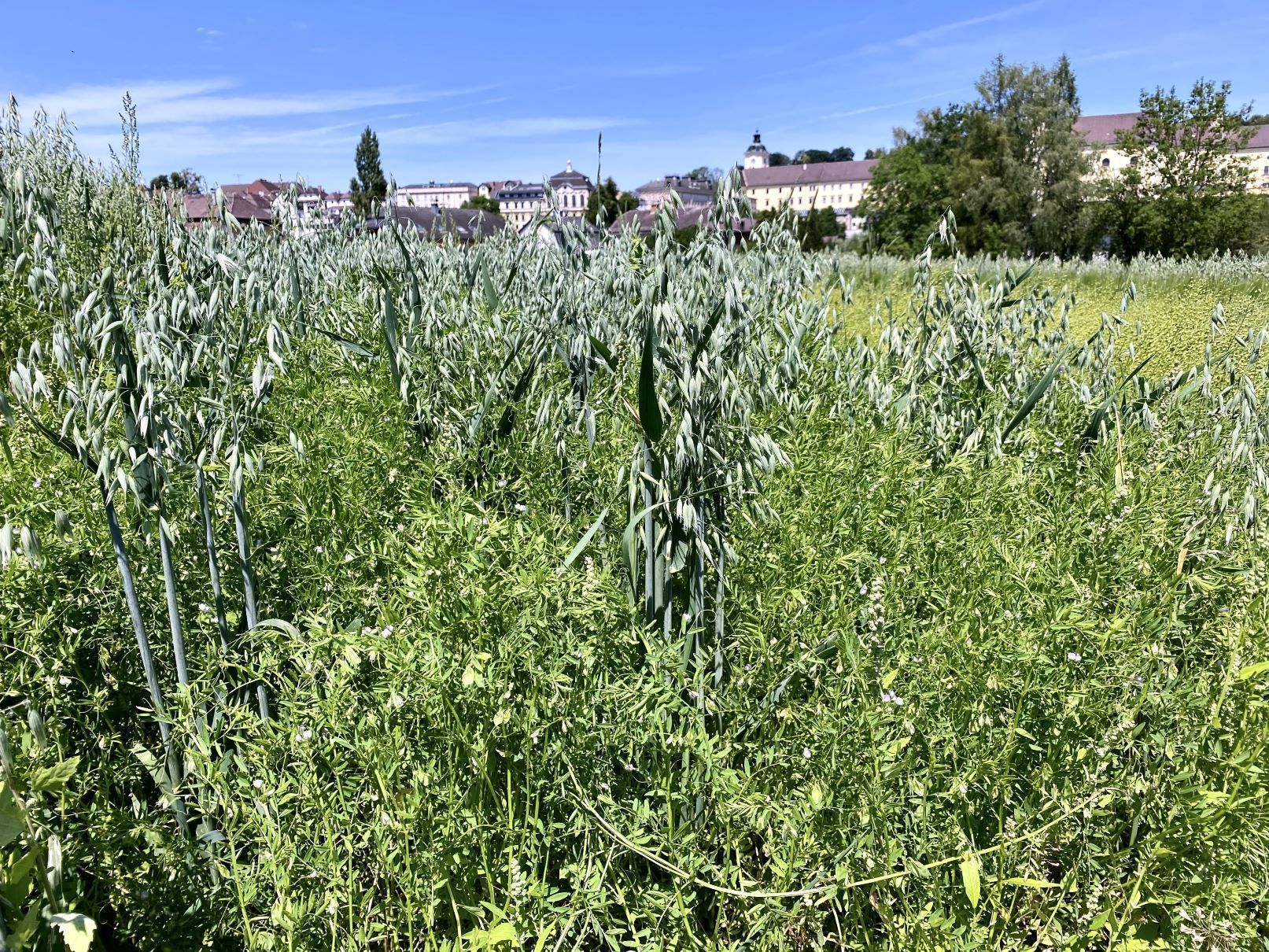 Linse im Gemenge mit Hafer.jpg © Lehner Linse im Gemenge mit Hafer.jpg © Lehner