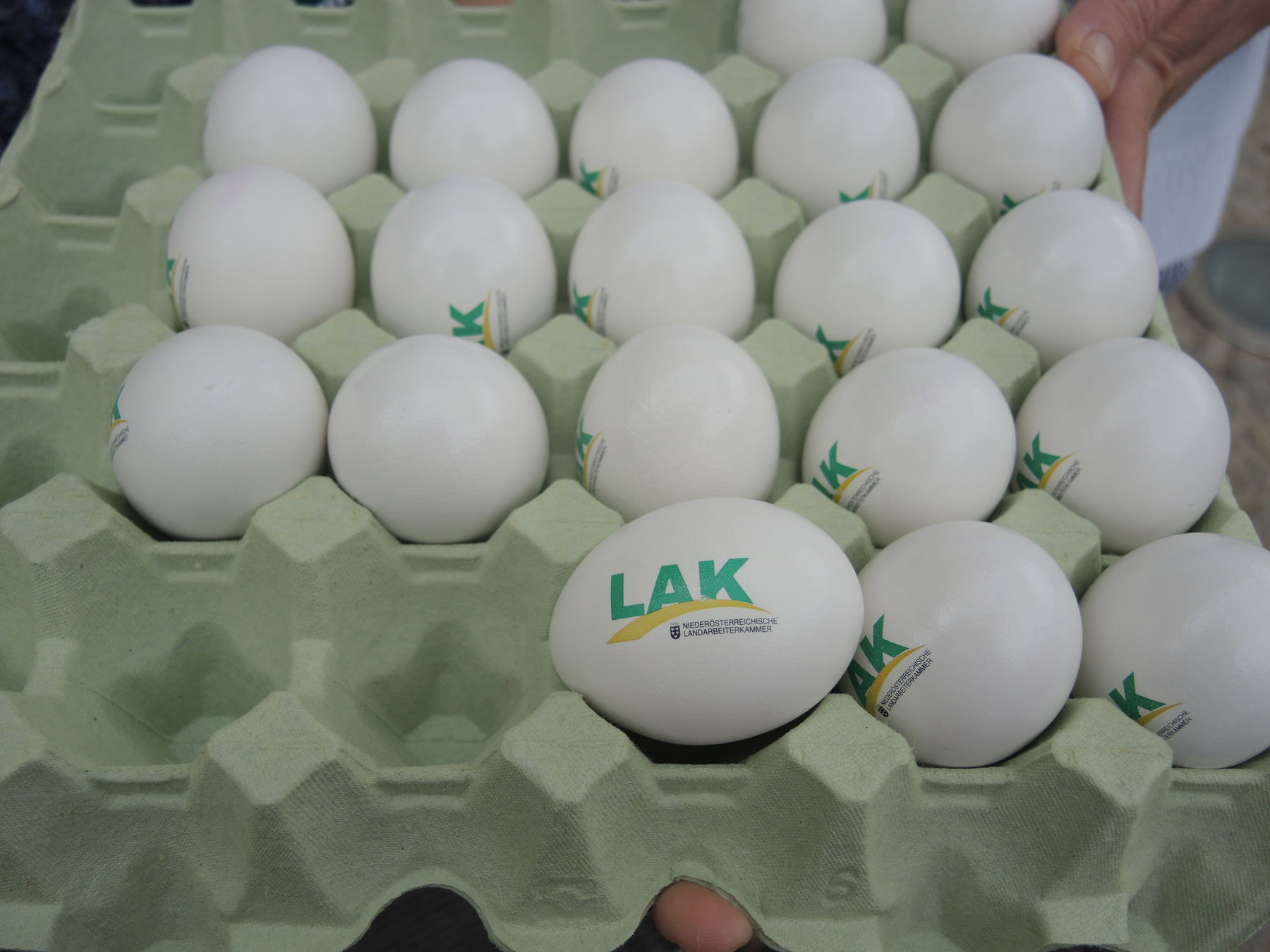 2024 LAK_Osterei © Andrea Uhl LK NÖ (7).jpg © Andrea Uhl LK NÖ 2024 LAK_Osterei © Andrea Uhl LK NÖ (7).jpg © Andrea Uhl LK NÖ