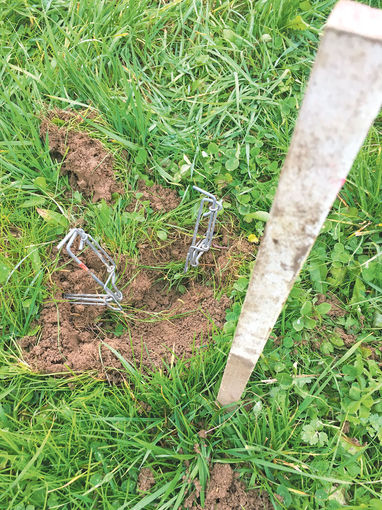 Wühlmäuse  erfolgreich unter Kontrolle halten.jpg © Dürnberger Wühlmäuse  erfolgreich unter Kontrolle halten.jpg © Dürnberger