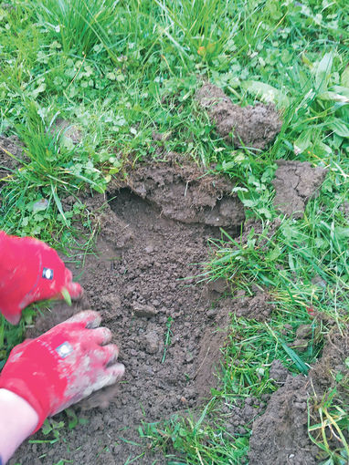 Wühlmäuse  erfolgreich unter Kontrolle halten.jpg © Dürnberger Wühlmäuse  erfolgreich unter Kontrolle halten.jpg © Dürnberger