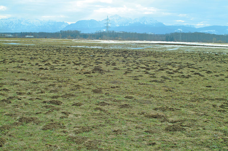 Wühlmäuse  erfolgreich unter Kontrolle halten.jpg © Dürnberger Wühlmäuse  erfolgreich unter Kontrolle halten.jpg © Dürnberger