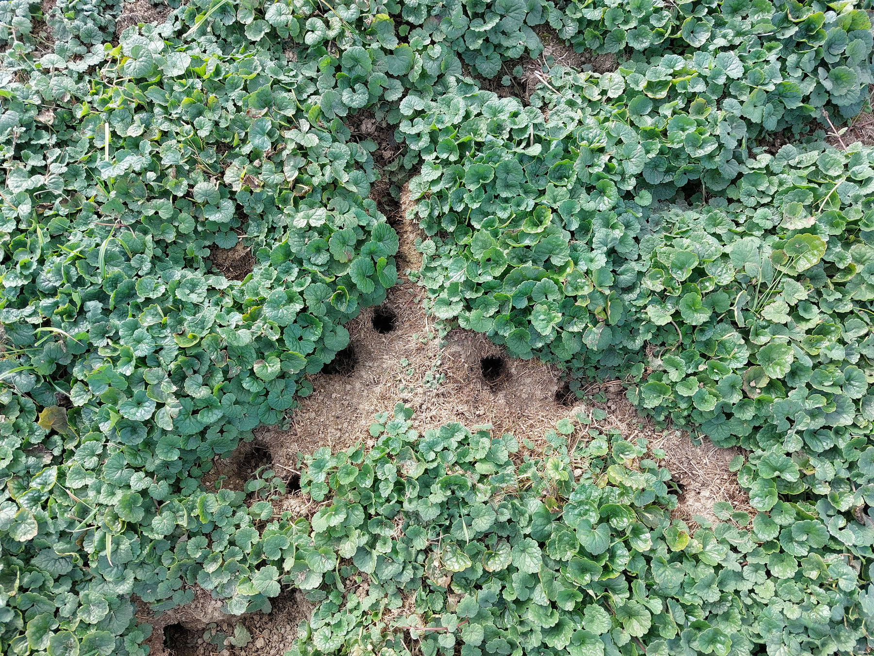 Wühlmäuse  erfolgreich unter Kontrolle halten.jpg © Greisberger Wühlmäuse  erfolgreich unter Kontrolle halten.jpg © Greisberger