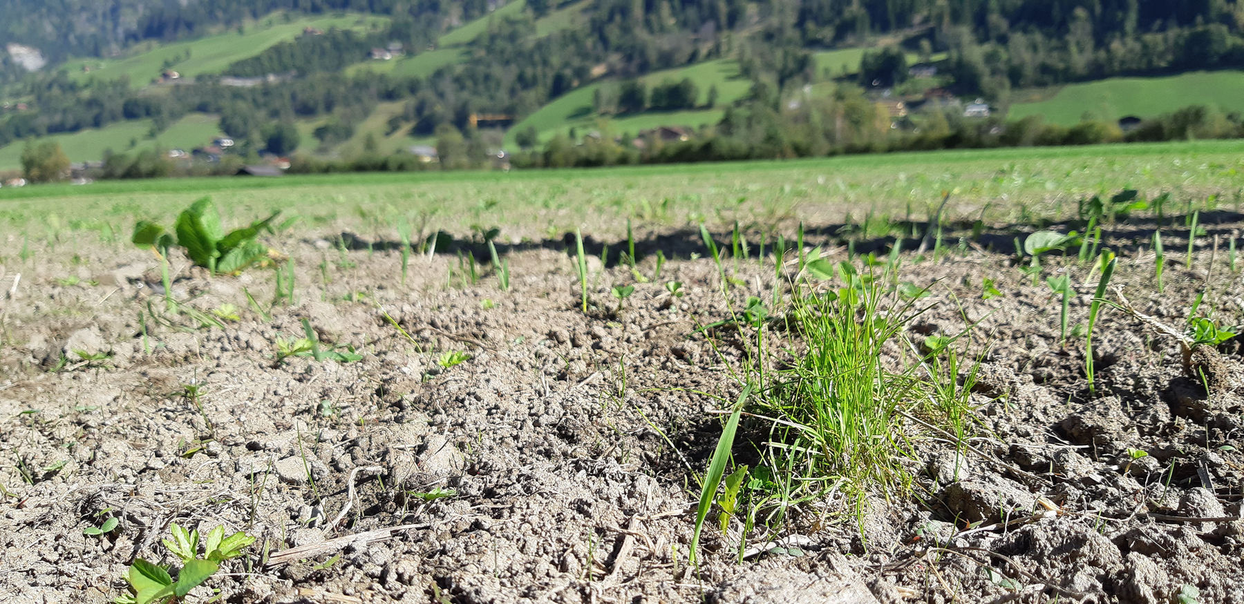 Wühlmäuse  erfolgreich unter Kontrolle halten.jpg © Greisberger Wühlmäuse  erfolgreich unter Kontrolle halten.jpg © Greisberger