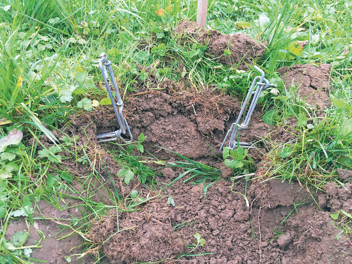 Wühlmäuse  erfolgreich unter Kontrolle halten.jpg © Dürnberger Wühlmäuse  erfolgreich unter Kontrolle halten.jpg © Dürnberger