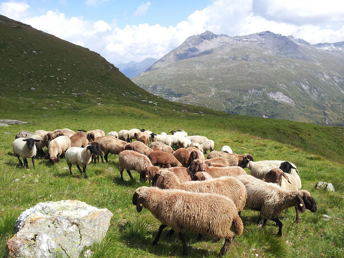Die richtige  Schafrasse für den eigenen Betrieb.jpg © Schaf- und Ziegenverband Salzburg Die richtige  Schafrasse für den eigenen Betrieb.jpg © Schaf- und Ziegenverband Salzburg