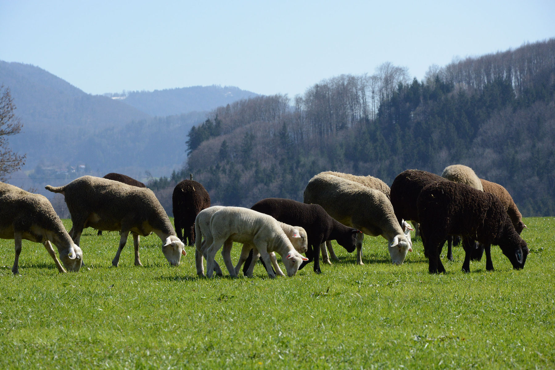 Die richtige  Schafrasse für den eigenen Betrieb.jpg © Schaf- und Ziegenverband Salzburg Die richtige  Schafrasse für den eigenen Betrieb.jpg © Schaf- und Ziegenverband Salzburg
