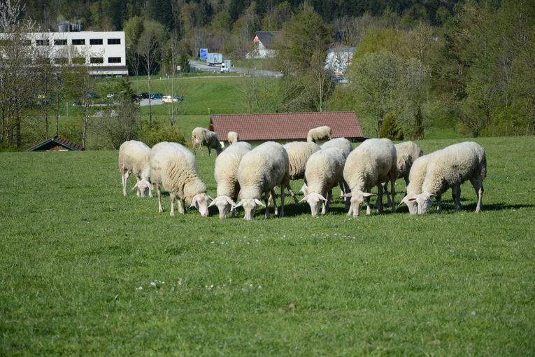 Die richtige  Schafrasse für den eigenen Betrieb.jpg © Schaf- und Ziegenverband Salzburg Die richtige  Schafrasse für den eigenen Betrieb.jpg © Schaf- und Ziegenverband Salzburg