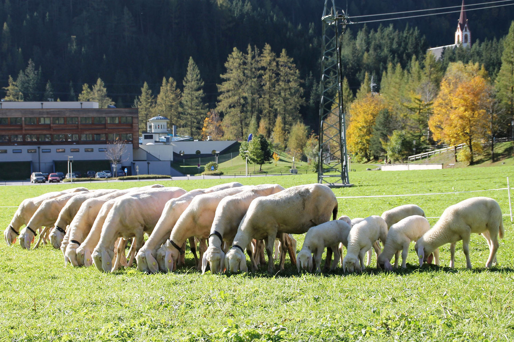 Die richtige  Schafrasse für den eigenen Betrieb.jpg © Schaf- und Ziegenzuchtverband Salzburg Die richtige  Schafrasse für den eigenen Betrieb.jpg © Schaf- und Ziegenzuchtverband Salzburg