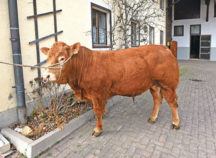 Top Erbgut für eine ausgeglichene Limousin-Herde.jpg © Mooslechner Top Erbgut für eine ausgeglichene Limousin-Herde.jpg © Mooslechner