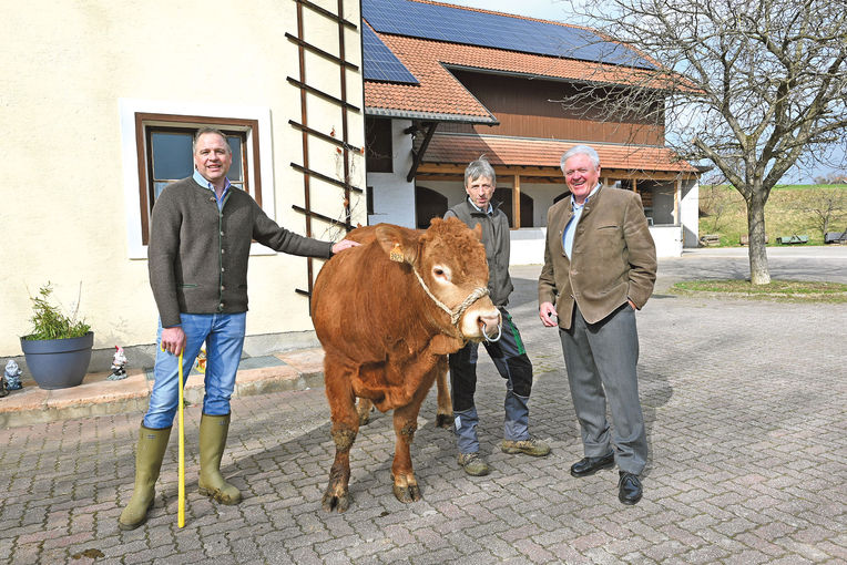 Top Erbgut für eine ausgeglichene Limousin-Herde .jpg © Mooslechner Top Erbgut für eine ausgeglichene Limousin-Herde .jpg © Mooslechner