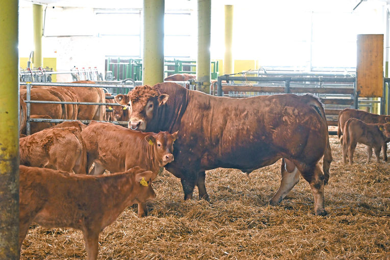 Top Erbgut für eine ausgeglichene Limousin-Herde.jpg © Mooslechner