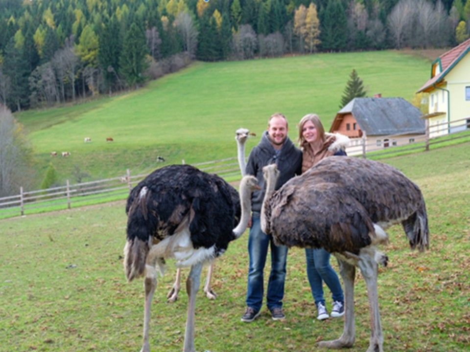 Bild Strauße Schoberegger.jpg © Schoberegger Bild Strauße Schoberegger.jpg © Schoberegger