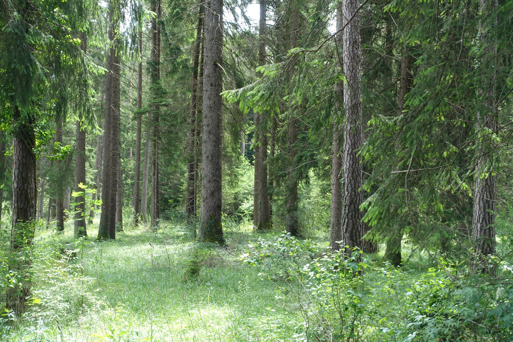 Wald © LK Vbg.jpg