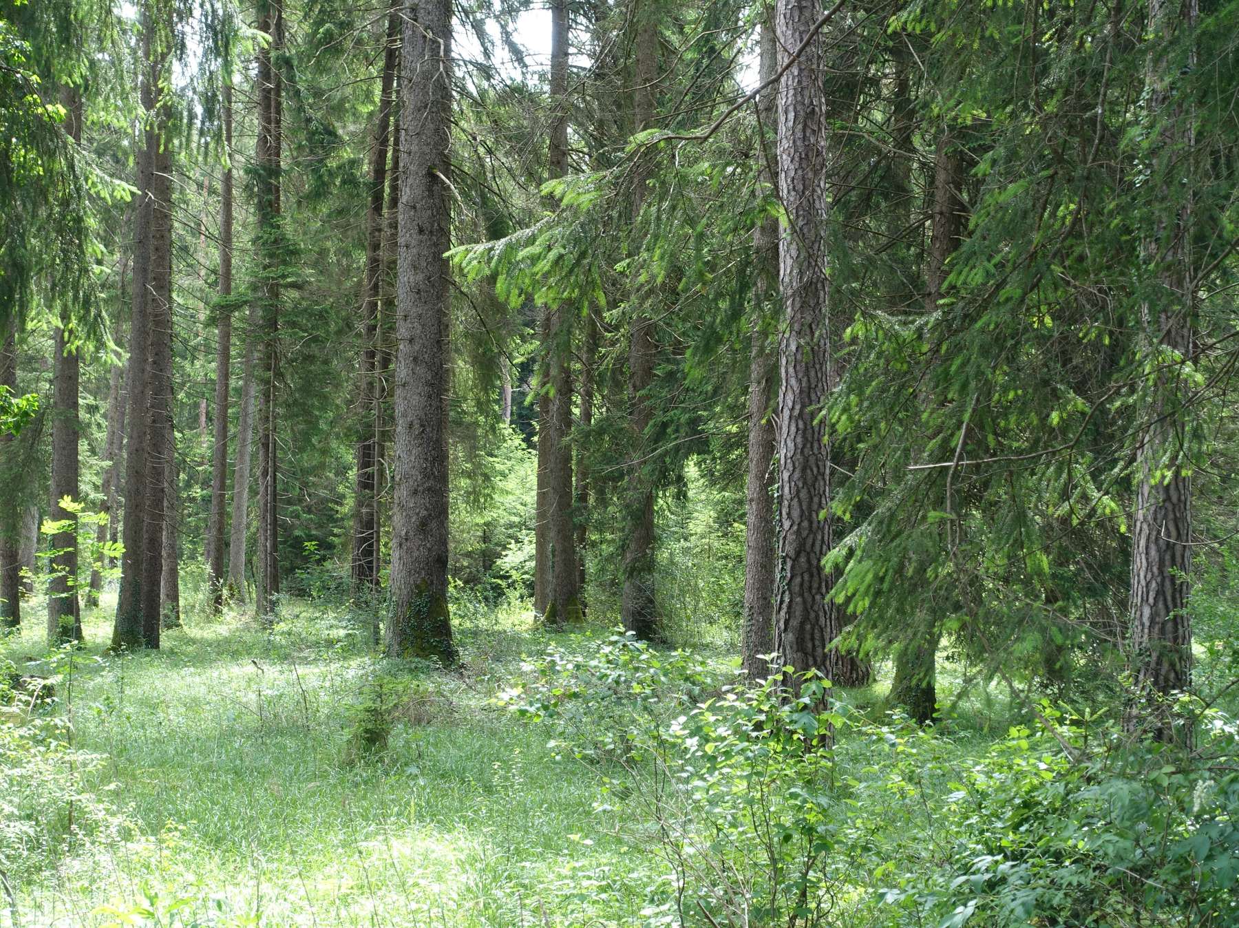 Wald © LK Vbg.jpg